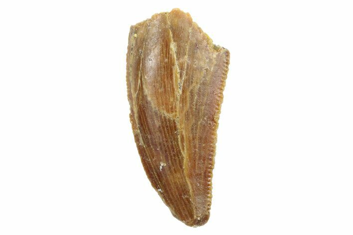 Serrated, Raptor Tooth - Real Dinosaur Tooth #186095